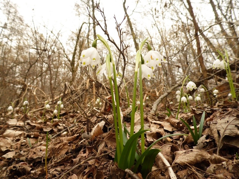 Le campan...elle di Primavera .